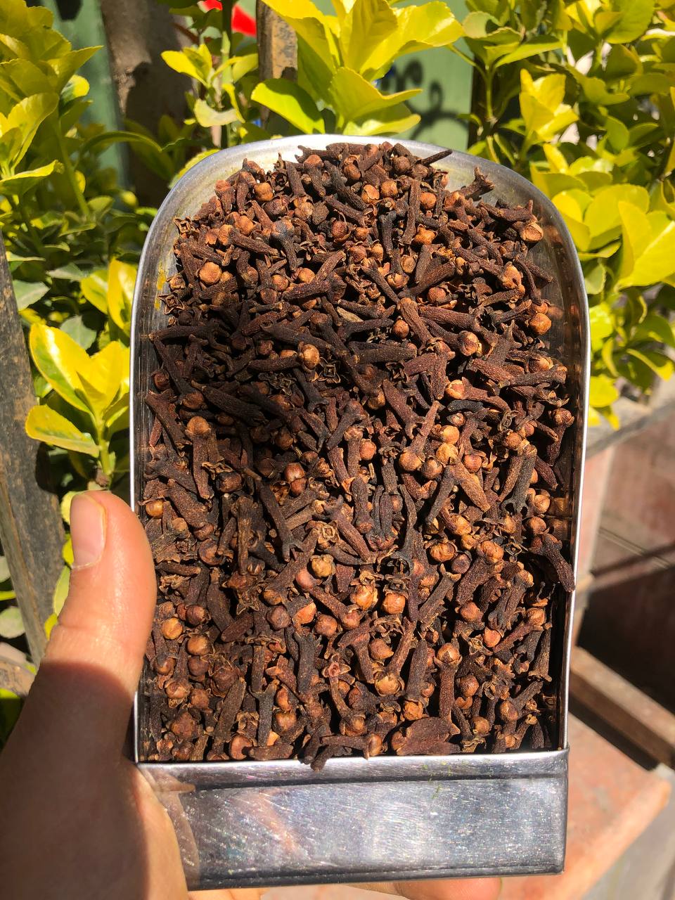 میخک اندونزی اعلا، درشت و معطر یک کیلویی سبحان